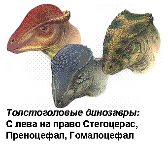 Text Box: Толстоголовые динозавры: С лева на право Стегоцерас, Преноцефал, Гомалоцефал 